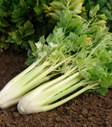 Semena celeru – Celer Nuget řapíkatý – Apium graveolens