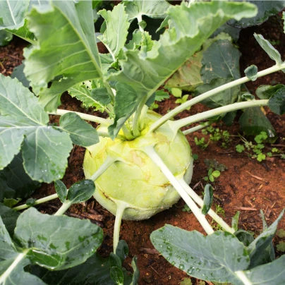 Kedluben bílý pozdní Gigant - Brassica oleracea - semena - 100 ks