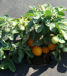 Rajče Venus - Solanum lycopersicum - semena - 10 ks