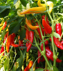 Semena chilli papričky – Paprika kozí/beraní roh Harriet – Capsicum Annuum