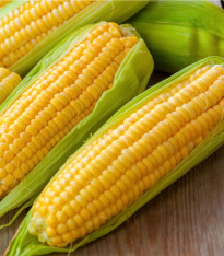 Kukuřice Andrea F1 - Zea mays - semena - 16 ks