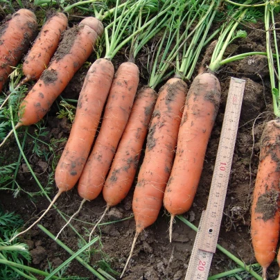 Mrkev raná Marion F1 - Daucus carota - semena - 900 ks