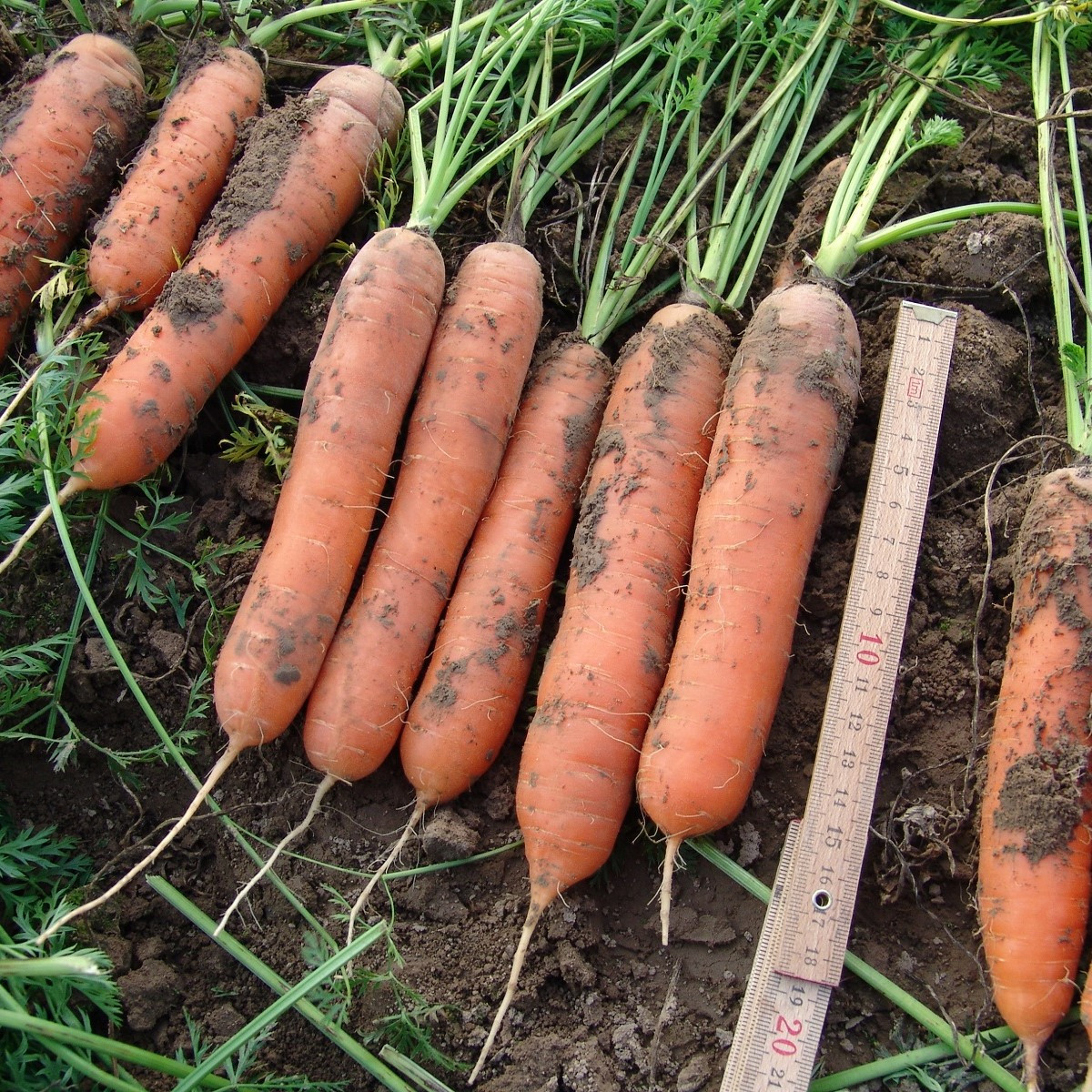 Mrkev raná Marion F1 - Daucus carota - semena - 900 ks