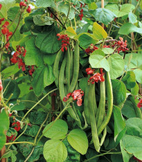 Fazol šarlatový Preis - Phaseolus coccineus - semena - 10 ks