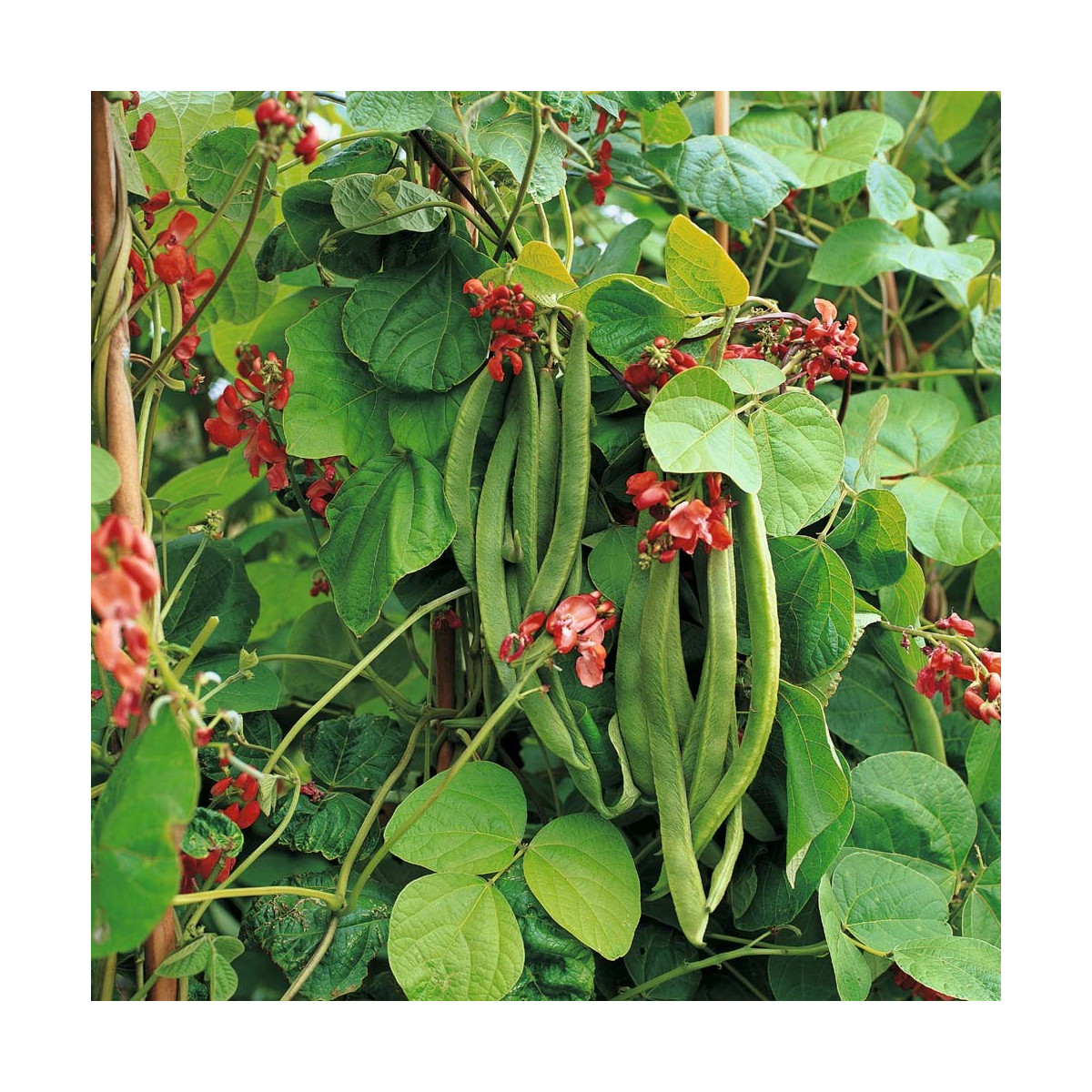 Fazol šarlatový Preis - Phaseolus coccineus - semena - 10 ks