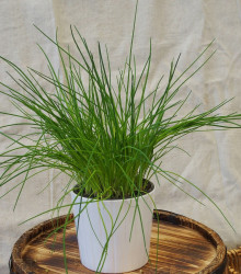 Pažitka pražská - Allium schoenoprasum L. - semena - 750 ks