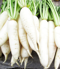 Ředkvička Rampouch - Raphanus sativus - semena - 100 ks