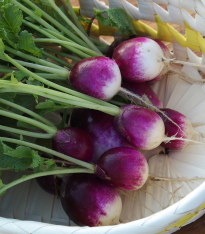 Ředkvička Diana - Raphanus sativus - semena - 300 ks