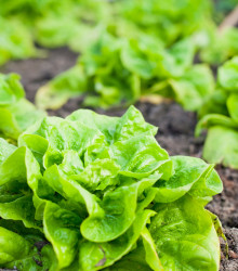 Semena salátu – Salát hlávkový celoroční Lento – Lactuca sativa