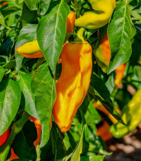 Paprika oranžová Ornela - Capsicum annuum - semena - 50 ks