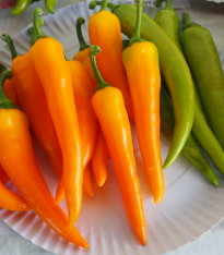 Paprika kozí/beraní roh Harvey - Capsicum annuum - semena - 40 ks