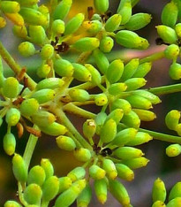 BIO Fenykl obecný - Foeniculum vulgare - bio semena - 0,6 g