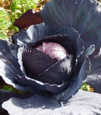 Zelí Moderat F1 - Brassica oleracea - semena - 150 ks