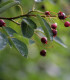 Muchovník kanadský - Amelanchier canadensis - semena - 10 ks