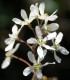 Muchovník kanadský - Amelanchier canadensis - semena - 10 ks