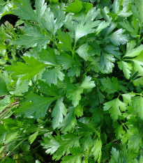 Petržel Amsterdam naťová - Petroselinum crispum - semena - 800 ks