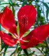 Ibišek šarlatový - Hibiscus coccineus - semena - 15 ks