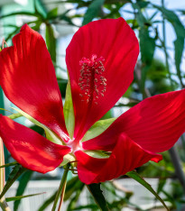Ibišek šarlatový - Hibiscus coccineus - semena - 15 ks