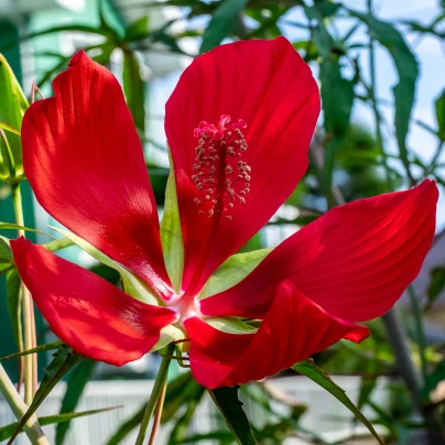 Ibišek šarlatový - Hibiscus coccineus - semena - 15 ks