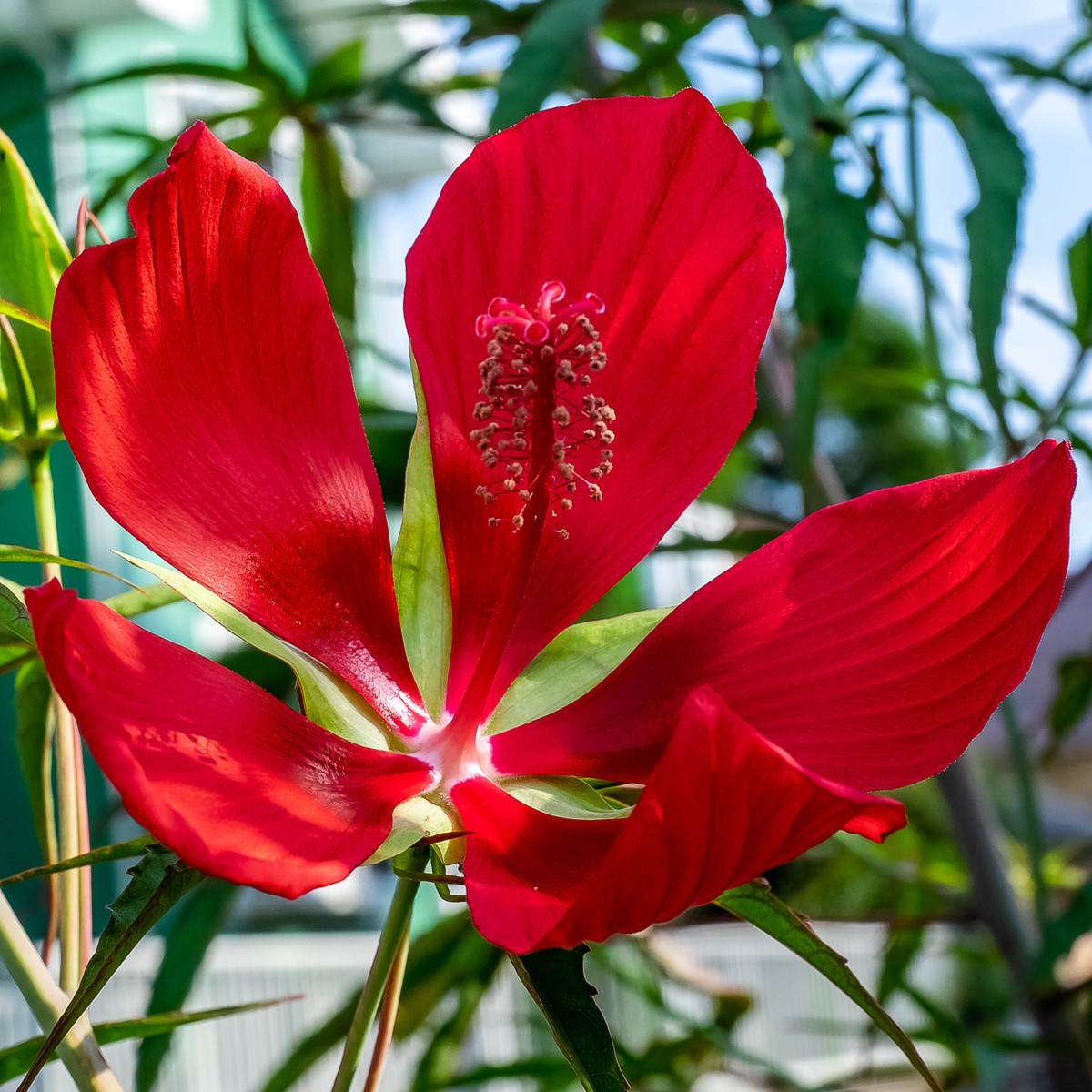 Ibišek šarlatový - Hibiscus coccineus - semena - 15 ks