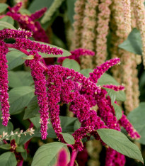 Laskavec ocasatý směs - Amaranthus caudatus - semena - 0,2 g