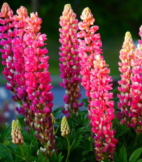Lupina mnoholistá růžová - Lupinus polyphyllus - semena - 30 ks