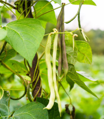 Fazol tyčkový bílý - Phaseolus vulgaris - semena - 2 g