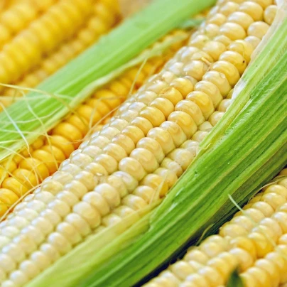 Kukuřice cukrová Tauris F1 - Zea Mays - semena - 6 g