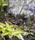 Tučnice obecná - Pinguicula vulgaris - semena - 10 ks