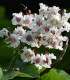Katalpa Fargesova - Catalpa fargesii - semena - 8 ks