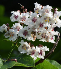 Katalpa Fargesova - Catalpa fargesii - semena - 8 ks