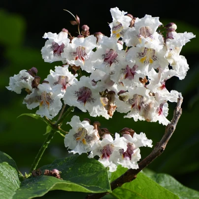 Katalpa Fargesova - Catalpa fargesii - semena - 8 ks