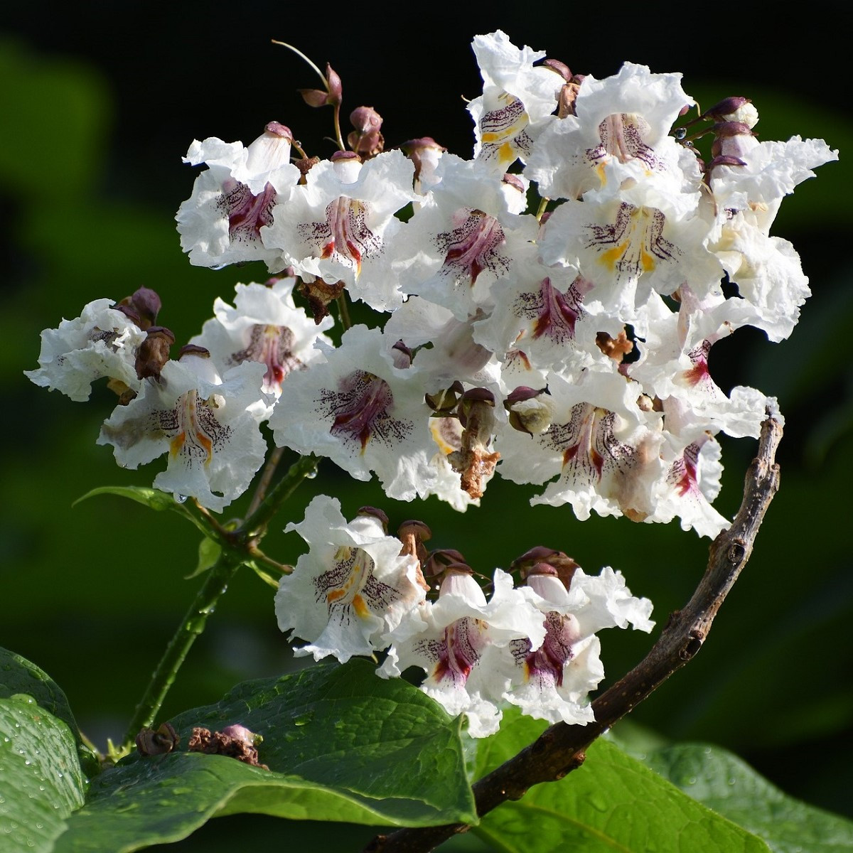 Katalpa Fargesova - Catalpa fargesii - semena - 8 ks