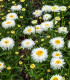 Sedmikráska středně plnokvětá bílá - Bellis perennis - semena - 0,1 g