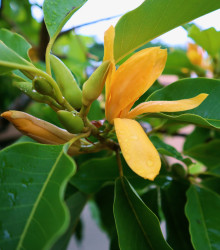 Semena magnólie – Magnólie champaca – Magnolia champaca