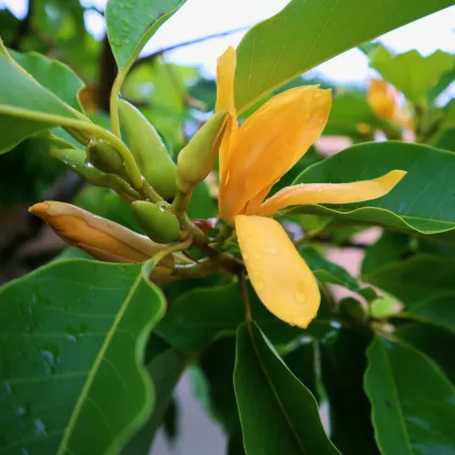 Magnólie champaca - Magnolia champaca - semena - 5 ks