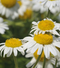 Heřmánek římský - Chamaemelum nobile - semena - 500 ks