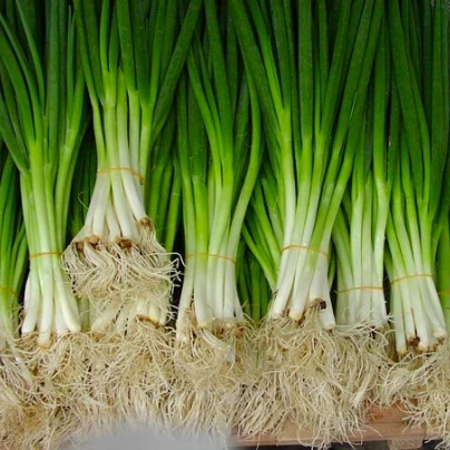 Cibule sečka - Allium fistulosum L. - semena - 1 g