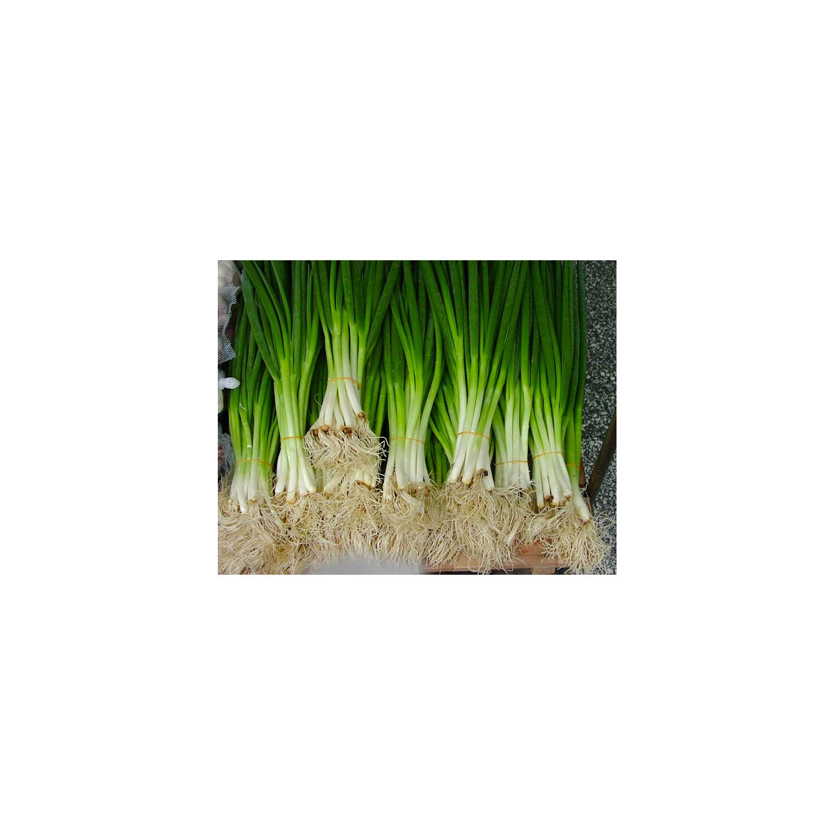 Cibule sečka - semena Cibule - Allium fistulosum L. - 1 gr