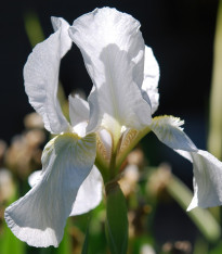 Kosatec síťkovaný bílý - Iris Reticulata - cibuloviny - 3 ks
