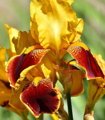 Kosatec německý Accent - Iris germanica - hlízy - 1 ks