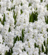 Hyacint Carnegie - Hyacinthus - cibuloviny - 1 ks