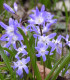 Ladonička fialová Violet Beauty - Chionodoxa luciliae - cibuloviny - 5 ks