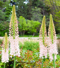 Liliochvostec úzkolistý Robustus - Eremurus - cibuloviny - 1 ks