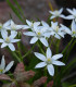 Snědek - Ornithogalum umbellatum - cibuloviny - 3 ks