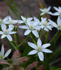 Snědek - Ornithogalum umbellatum - cibuloviny - 3 ks