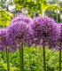 Česnek Globemaster - Allium Globemaster - cibuloviny - 1 ks