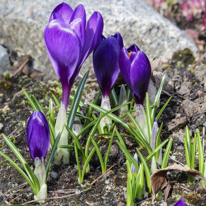 Krokus Whitewell Purple – Crocus tommasinianus – cibulky krokusu