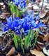 Kosatec holandský Sapphire Beauty - Iris hollandica - cibuloviny - 3 ks
