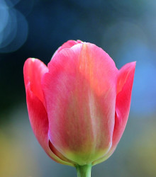 Tulipán Van Eijk - Tulipa - cibuloviny - 3 ks